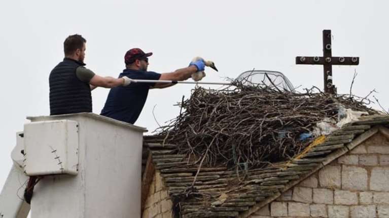 Οι πελαργοί της Παμβώτιδας πήραν τη δική τους "ταυτότητα"