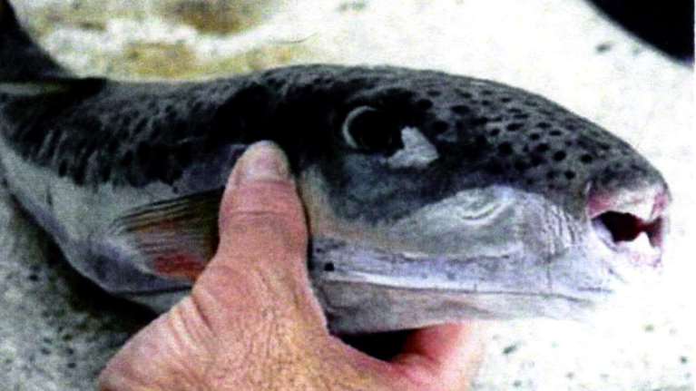 Προσπάθεια να μειωθεί ο αριθμός των επικίνδυνων λαγοκέφαλων στην Κρήτη