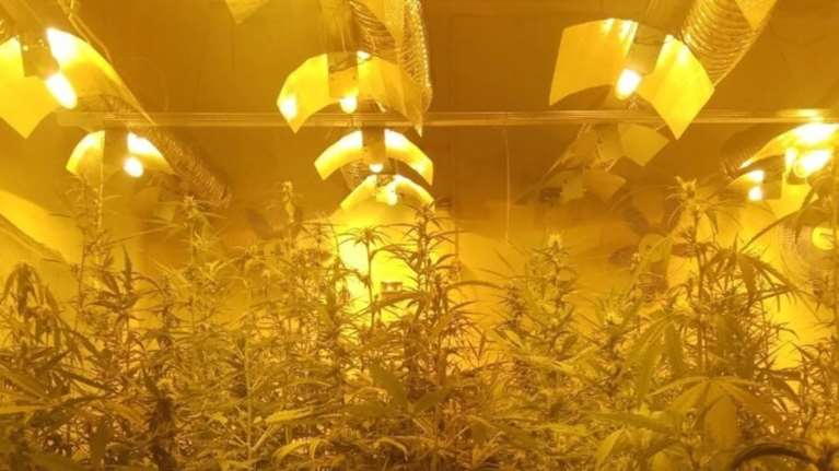 Εντοπίστηκε εργαστήριο υδροπονικής κάνναβης στους Αγ. Αναργύρους - Vid