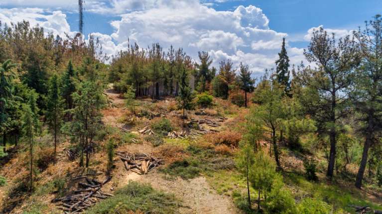 Θεσσαλονίκη: Έντομο έχει προσβάλλει το δάσος Σέιχ Σου-Διετάχθη έρευνα