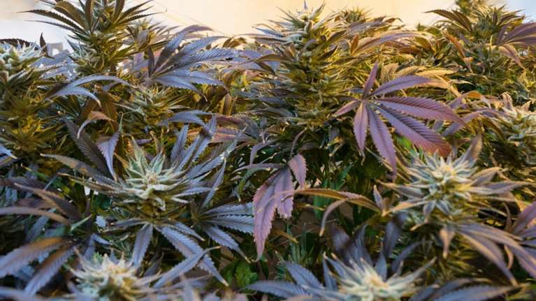 Το χαλάζι κατέστρεψε 40 στρέμματα βιομηχανικής κάνναβης στα Τρίκαλα