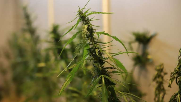 Στις δέκα οι άδειες εγκατάστασης μονάδων φαρμακευτικής κάνναβης