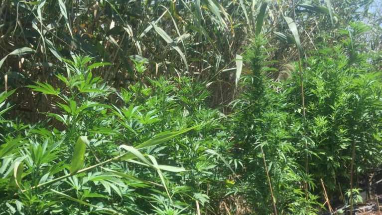 Φυτεία κάνναβης με 1.660 δενδρύλλια στη Μάνη