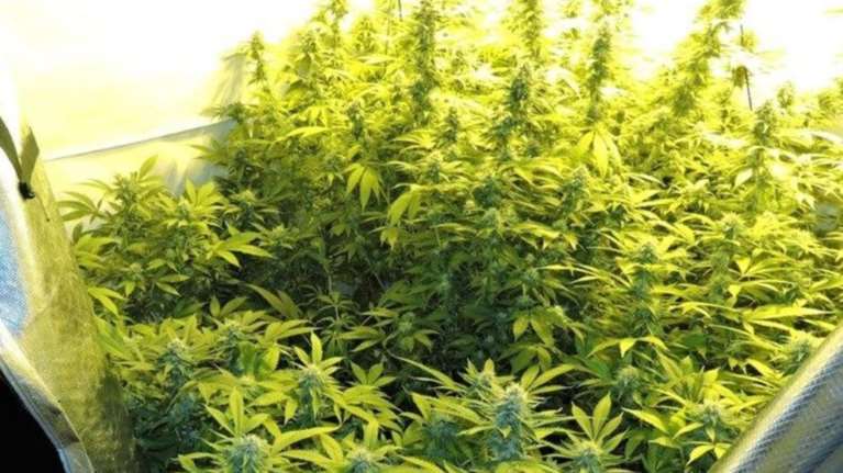 Κρήτη: Συλλήψεις για καλλιέργεια κάνναβης σε Ρέθυμνο και Χανιά