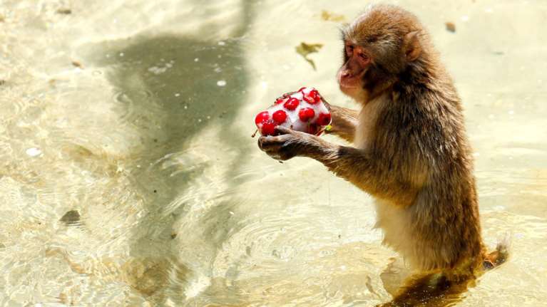Συνεχίζεται ο καύσωνας στην Ευρώπη: Ψάχνοντας στιγμές δροσιάς