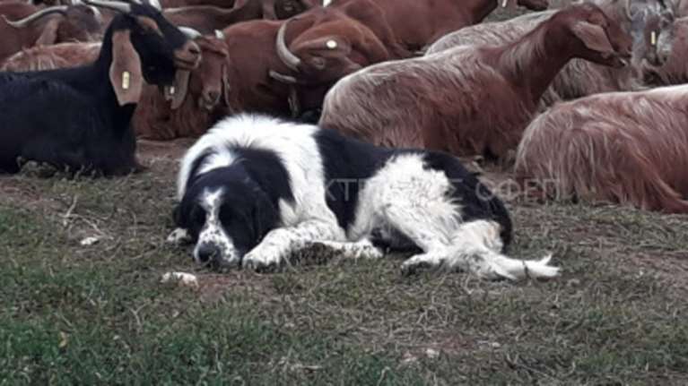 Χαλκιδική: Οκτώ μήνες φυλακή σε κυνηγούς που δηλητηρίασαν επτά σκύλους