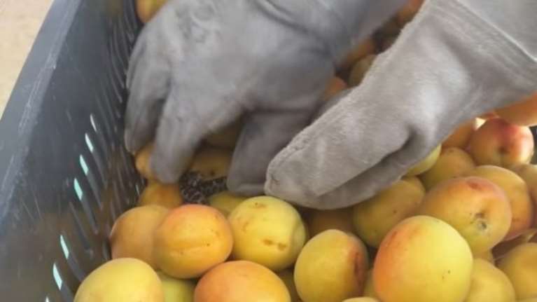 Θεσσαλονίκη: Βρήκαν οχιά σε καφάσι από βερύκοκα