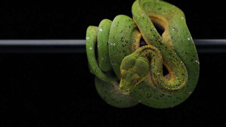 Βρετανία: Τέλος στις έρευνες της αστυνομίας για ένα πύθωνα τριών μέτρων