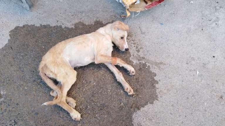 Κουταβάκι πετάχτηκε με ορό στα σκουπίδια