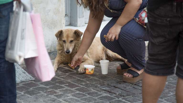 Ποτίστρες δροσιάς για τα αδέσποτα σε 34 σημεία της Αθήνας