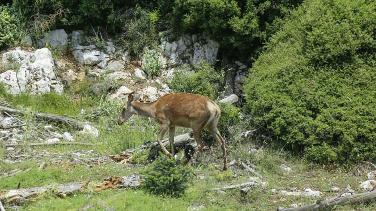 Προληπτική απαγόρευση κυκλοφορίας σε Σχοινιά και Υμηττό