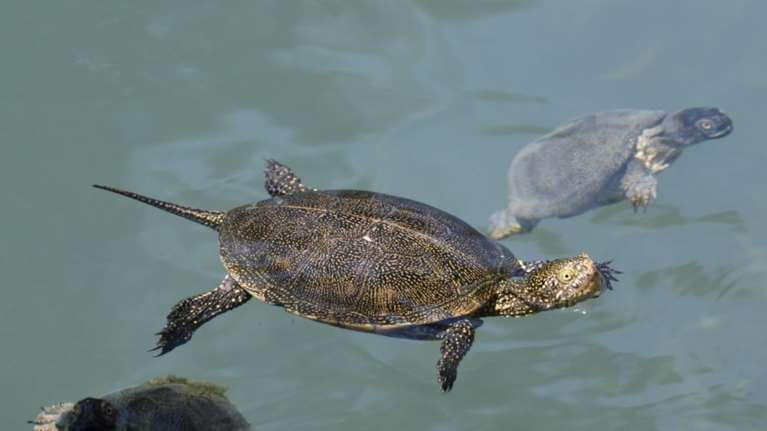 Οι “άγνωστες” νεροχελώνες της λίμνης Καϊάφα