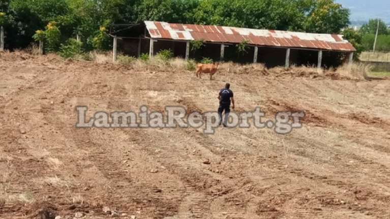 Ταύρος ...μαινόμενος έτρεχε στους δρόμους της Λαμίας