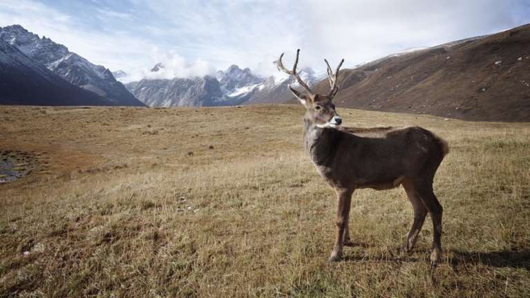 Αρκτική  200 τάρανδοι βρέθηκαν νεκροί από την πείνα λόγω κλιματικής αλλαγής