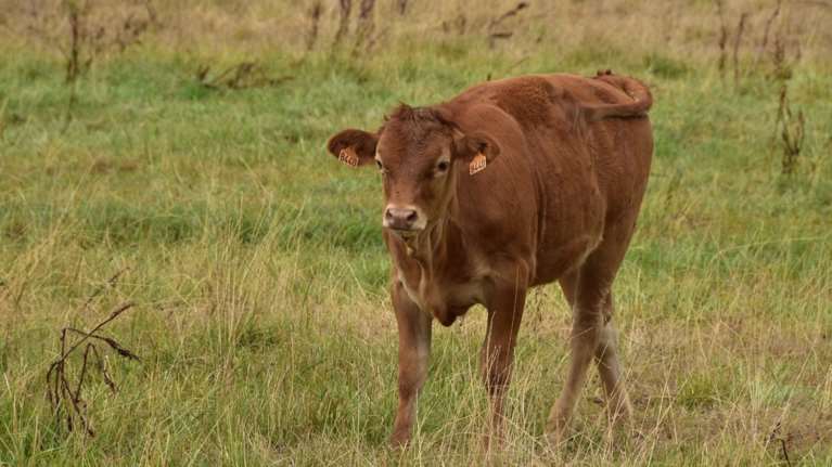 Πανεπιστήμιο του Λονδίνου &quot;αποβάλλει&quot; το βοδινό για την κλιματική αλλαγή