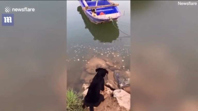 Η "ηρωική" διάσωση ενός σκύλου σε μία επαρχία της Κίνας