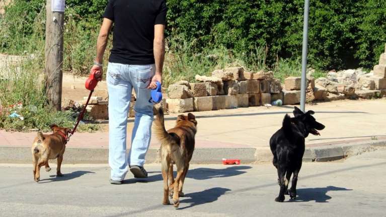 Κρήτη: Πληθαίνουν τα κρούσματα δηλητηρίασης σκύλων