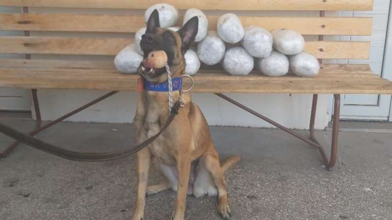 Ηγουμενίτσα: Μπλόκο από αστυνομικό σκύλο σε 15.5 κιλά κάνναβης - Βίντεο