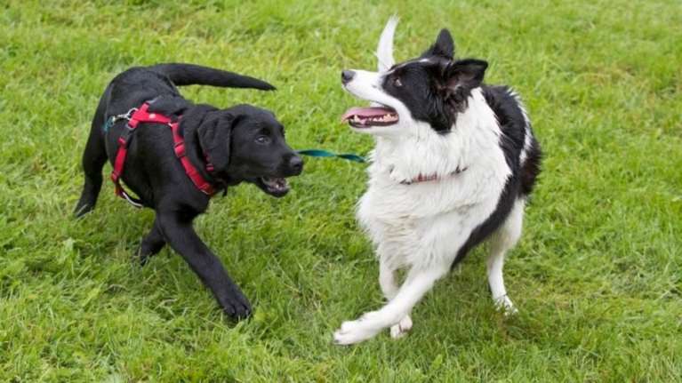 Άγνωστη θανατηφόρα ασθένεια πλήττει τους σκύλους στη Νορβηγία