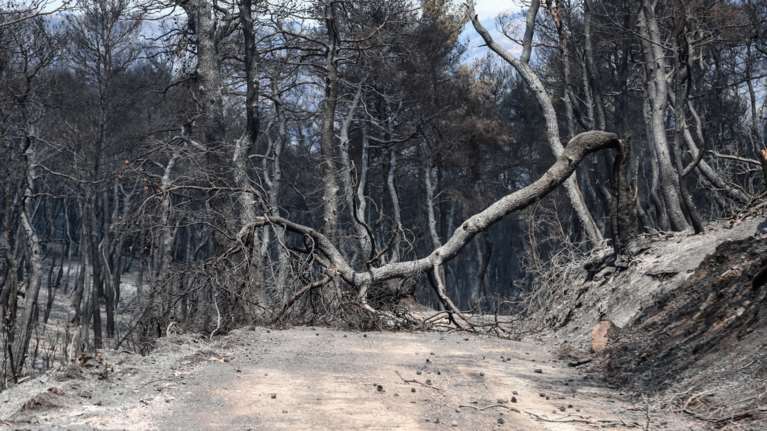 Πυρκαγιές στην Ελλάδα: Κάηκε... μία Σαλαμίνα