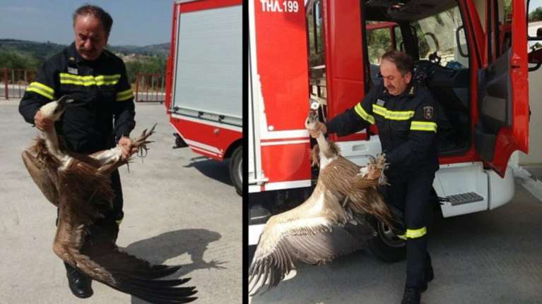 Γύπας έπεσε σε λεωφορείο στα Χανιά
