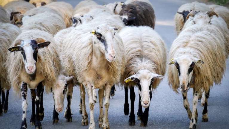 Αδειασε το μαντρί και γέμισε την καρότσα με κλεμμένα πρόβατα στην Κρήτη