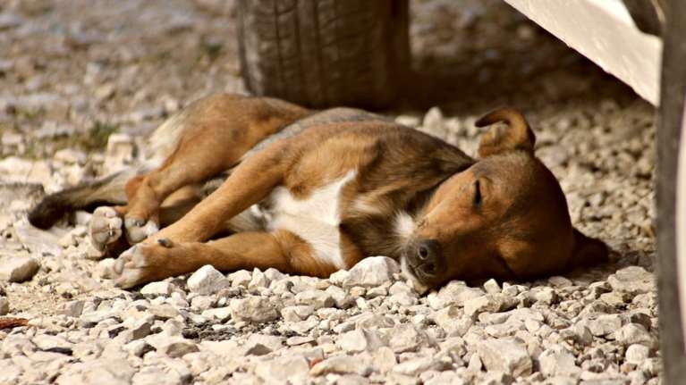Τρεις συλλήψεις και πρόστιμα για ζώα συντροφιάς, σε Ρέθυμνο και Λασίθι