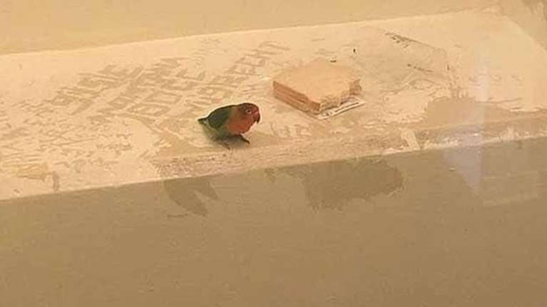 Παπαγαλάκι βρέθηκε στη φυλακή μαζί με τον ληστή-ιδιοκτήτη του