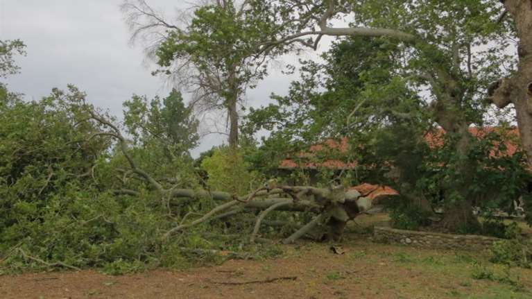Χαλκιδική: Κόπηκαν 4.000 δέντρα μετά τη σφοδρή κακοκαιρία