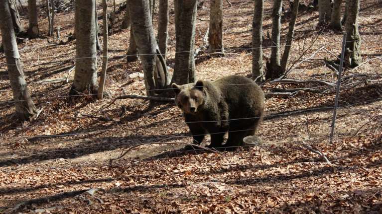 Μέτρα για την αρκούδα που κινείται πέριξ της Φλώρινας
