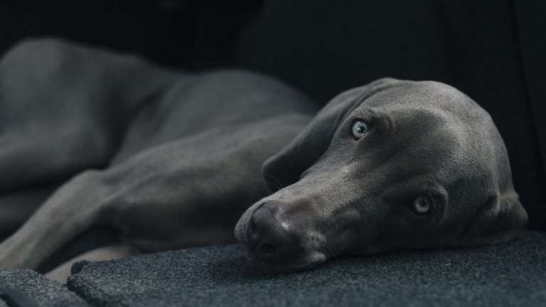 Αυξημένο προσδόκιμο ζωής γι&#39;αυτούς που έχουν σκύλο