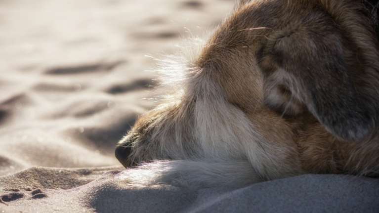 Σκύλος δεμένος με πέτρες βρέθηκε πνιγμένος στη Μαγνησία