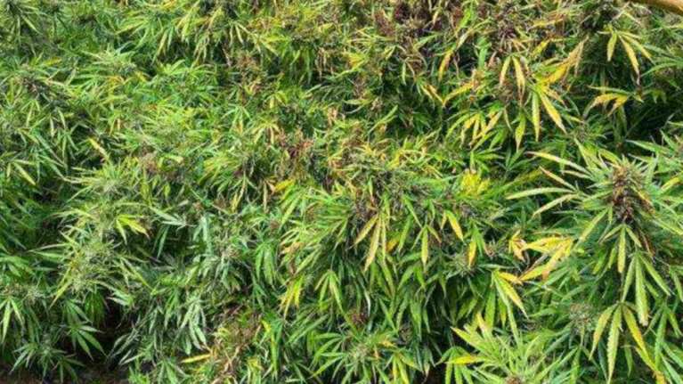 Μυλοπόταμος: Σε εξέλιξη μεγάλη αστυνομική επιχείρηση με τη συνδρομή ελικοπτέρου - Εντοπίστηκαν φυτείες κάνναβης