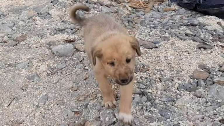 Κουτάβι σώθηκε από τους βομβαρδισμούς στην κρυψώνα του Μπαγκντάντι