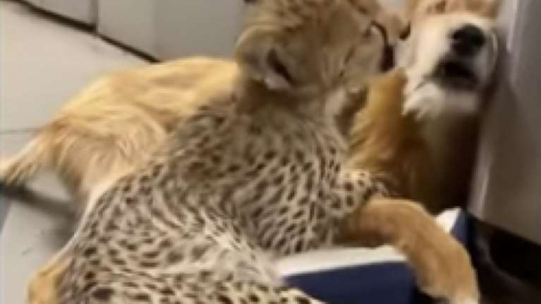 Η ασυνήθιστη φιλία που έχει γίνει viral: Το τσιτάχ &amp; ο σκύλος (βίντεο)