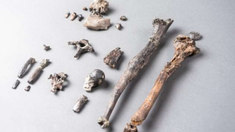 Απολιθωμένα οστά  πιθήκου ηλικίας 11,62 εκατομμυρίων ετών