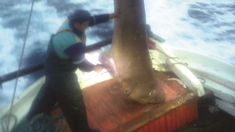 Καρχαριοειδές 400 κιλών πιάστηκε στη Σκιάθο - Γιατί το άφησαν