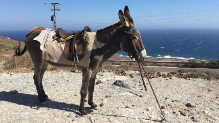 Σάλος από την κακομεταχείρηση των γαϊδουριών στη Σαντορίνη- Νέο βίντεο PETA