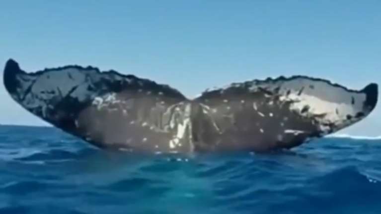 Απίστευτη φωτογραφία: Φάλαινα κοιμάται στον Ωκεανό και φαίνεται η ουρά της