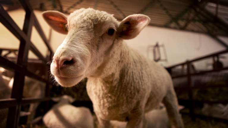 Απίστευτο: Διάσωση 14.600 προβάτων από πλοίο που πήρε κλίση