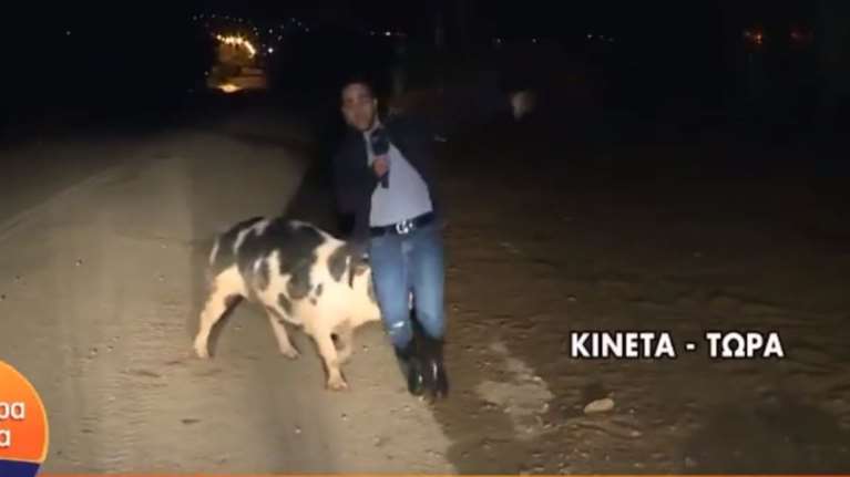 Γουρούνι κυνηγά ρεπόρτερ του Παπαδάκη σε ζωντανή σύνδεση [Βίντεο]