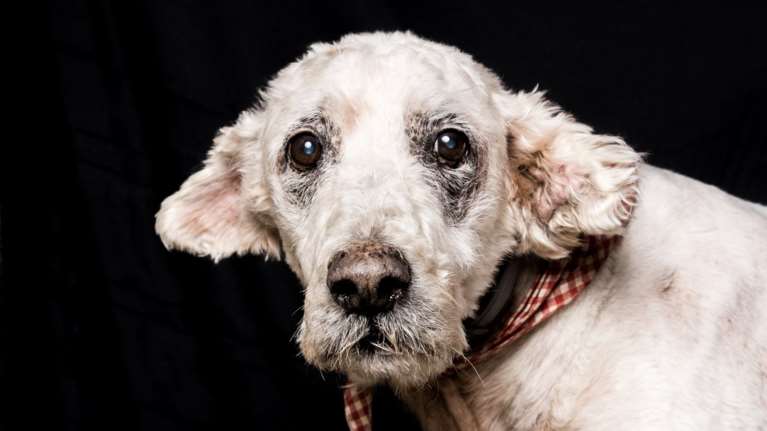 Eyes behind bars: Έκθεση φωτογραφίας αφιερωμένη στα αδέσποτα στο ΚΠΙΣΝ