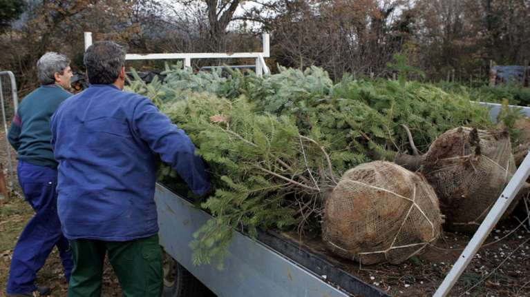 Αυτό είναι το χωριό που εφοδιάζει με χριστουγεννιάτικα έλατα όλη την Ελλάδα