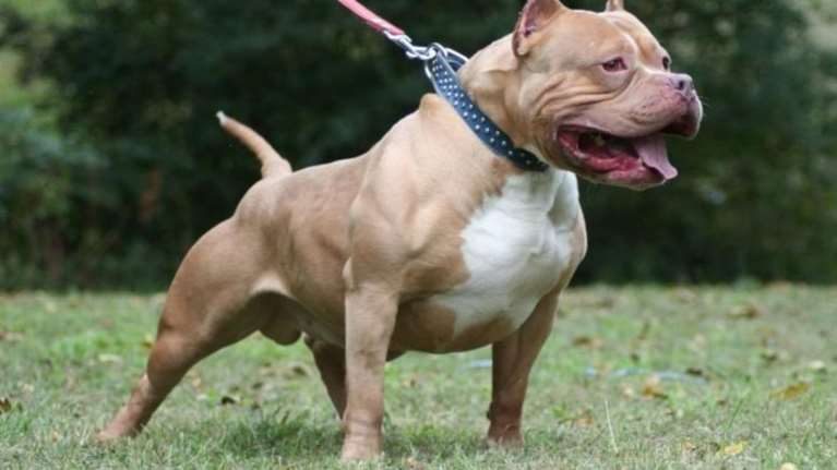 Βόλος: Στο νοσοκομείο ταχυδρόμος από επίθεση πιτ μπουλ