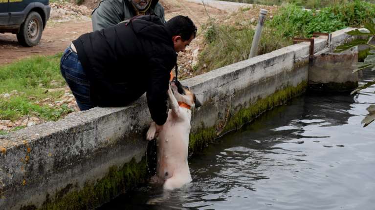 Θηροφύλακας σώζει σκύλο από αρδευτικό κανάλι στο Άργος