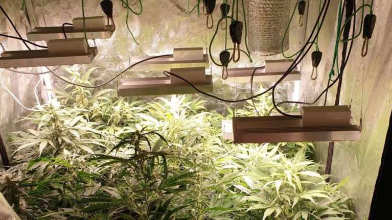 Θεσσαλονίκη: 52χρονος είχε στήσει φυτώριο κάνναβης μέσα σε διαμέρισμα!