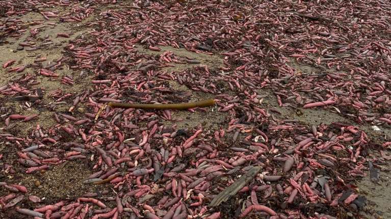 Η θάλασσα στο Σαν Φραντσίσκο ξέβρασε ψάρια - φαλλούς (βίντεο)