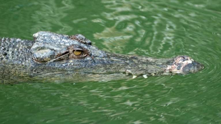 Ινδονησία: Κροκόδειλος σκότωσε γυναίκα ενώ μία ακόμη αγνοείται
