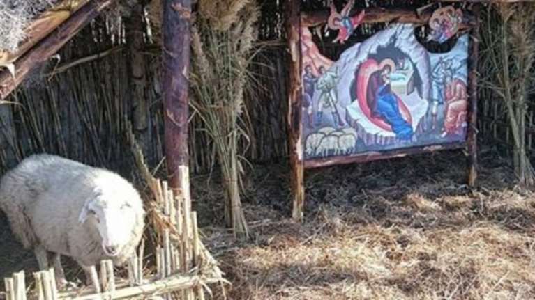 Έβαλαν ζωντανό πρόβατο με δεμένα τα πόδια για ντεκόρ μέσα σε φάτνη