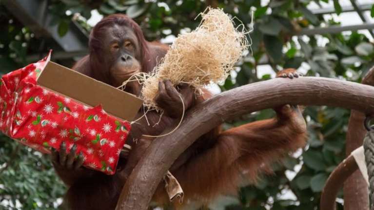 Δεκάδες ζώα νεκρά σε πυρκαγιά σε ζωολογικό κήπο στην Γερμανία